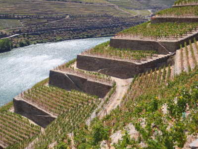 Terraced Hillside.